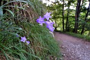 18 Bel sentiero nel bosco in lieve saliscendi, con fiori di stagione